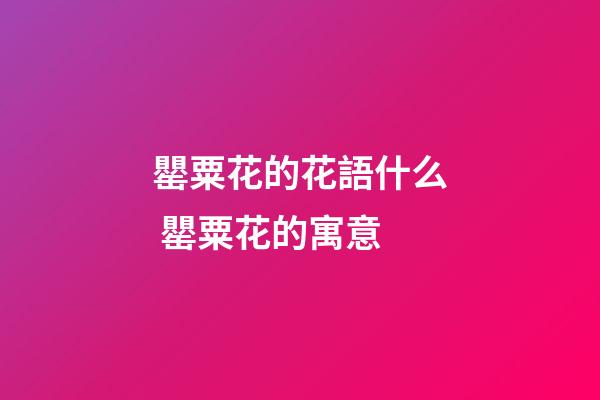 罌粟花的花語什么 罌粟花的寓意